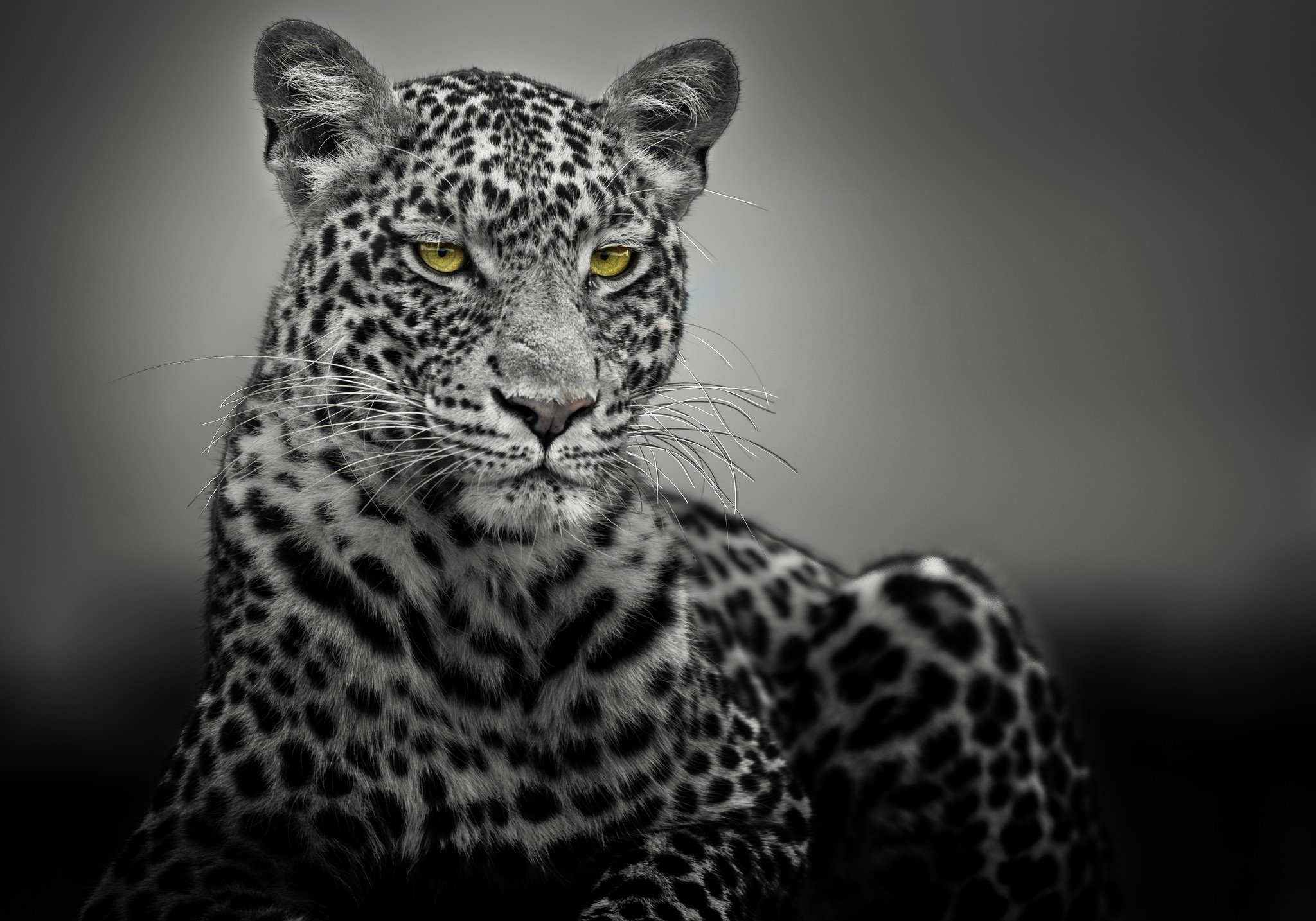 leopard, Selective coloring Wallpaper