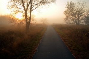 road, Trees, Mist