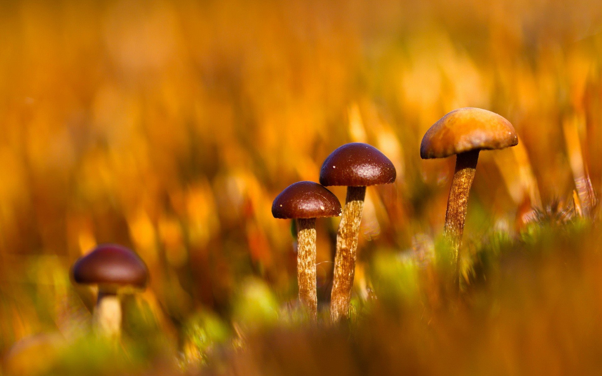 mushroom, Macro Wallpaper