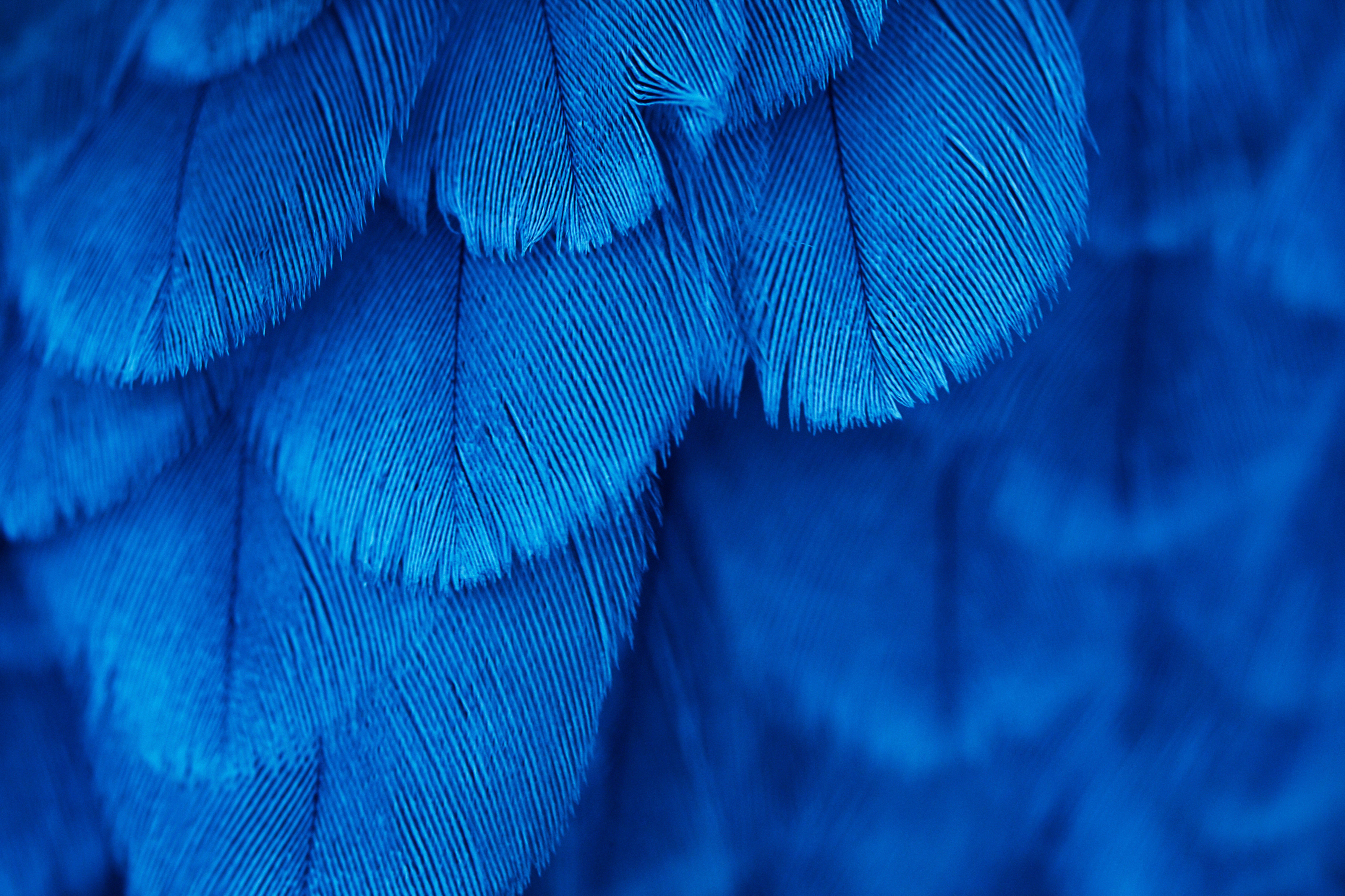 macro, Feathers, Blue Wallpaper
