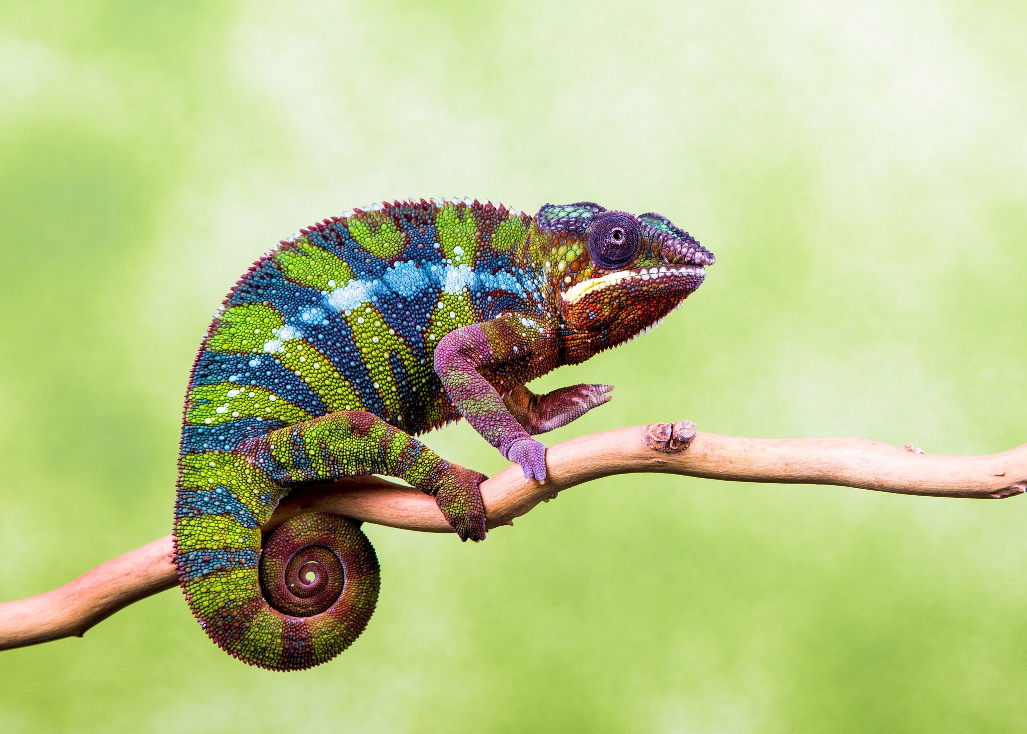 chameleons Wallpaper