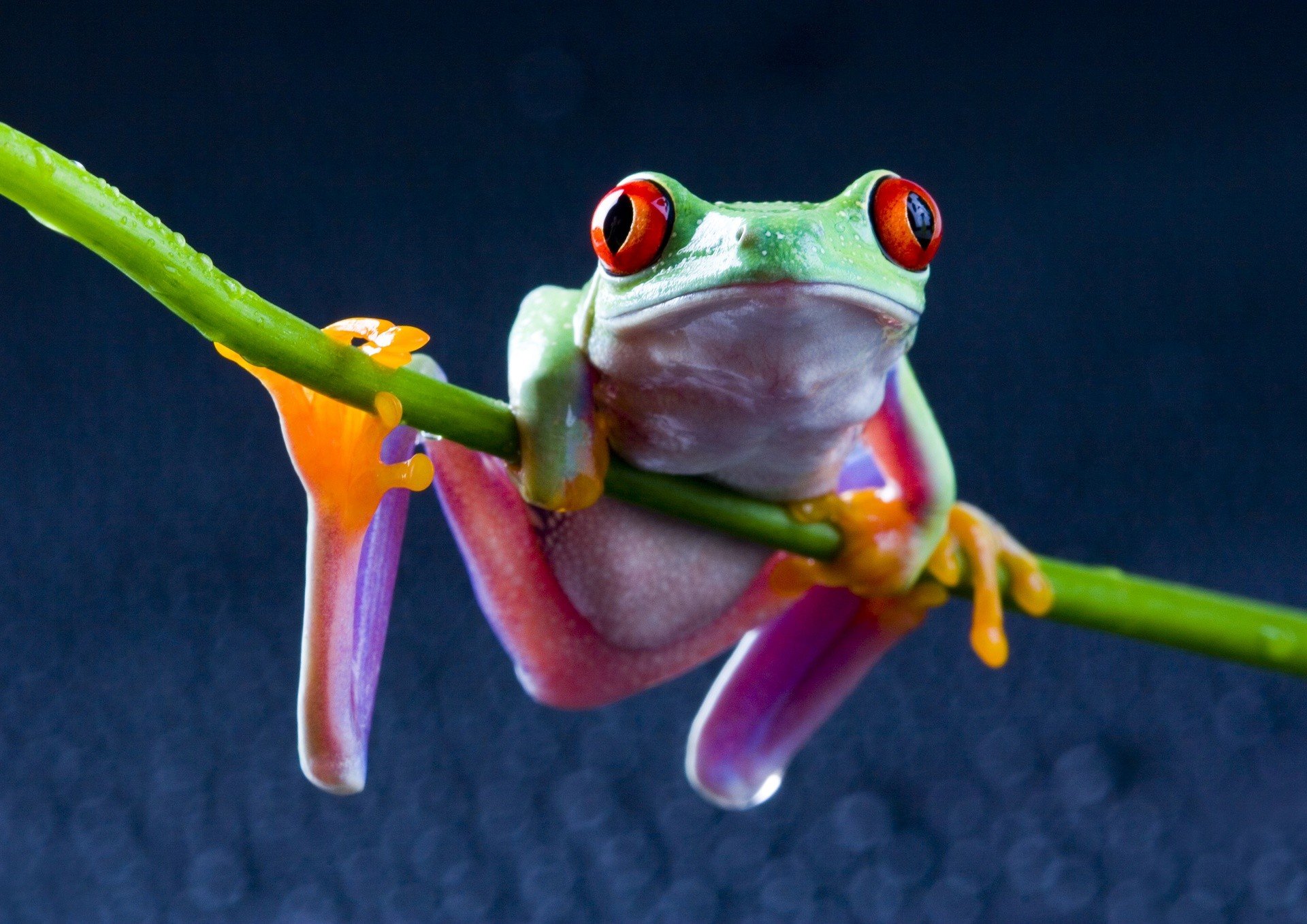 purple eyed tree frogs