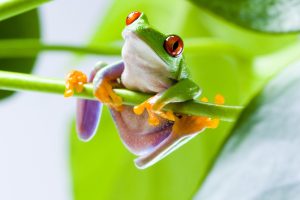 Red Eyed Tree Frogs, Frog