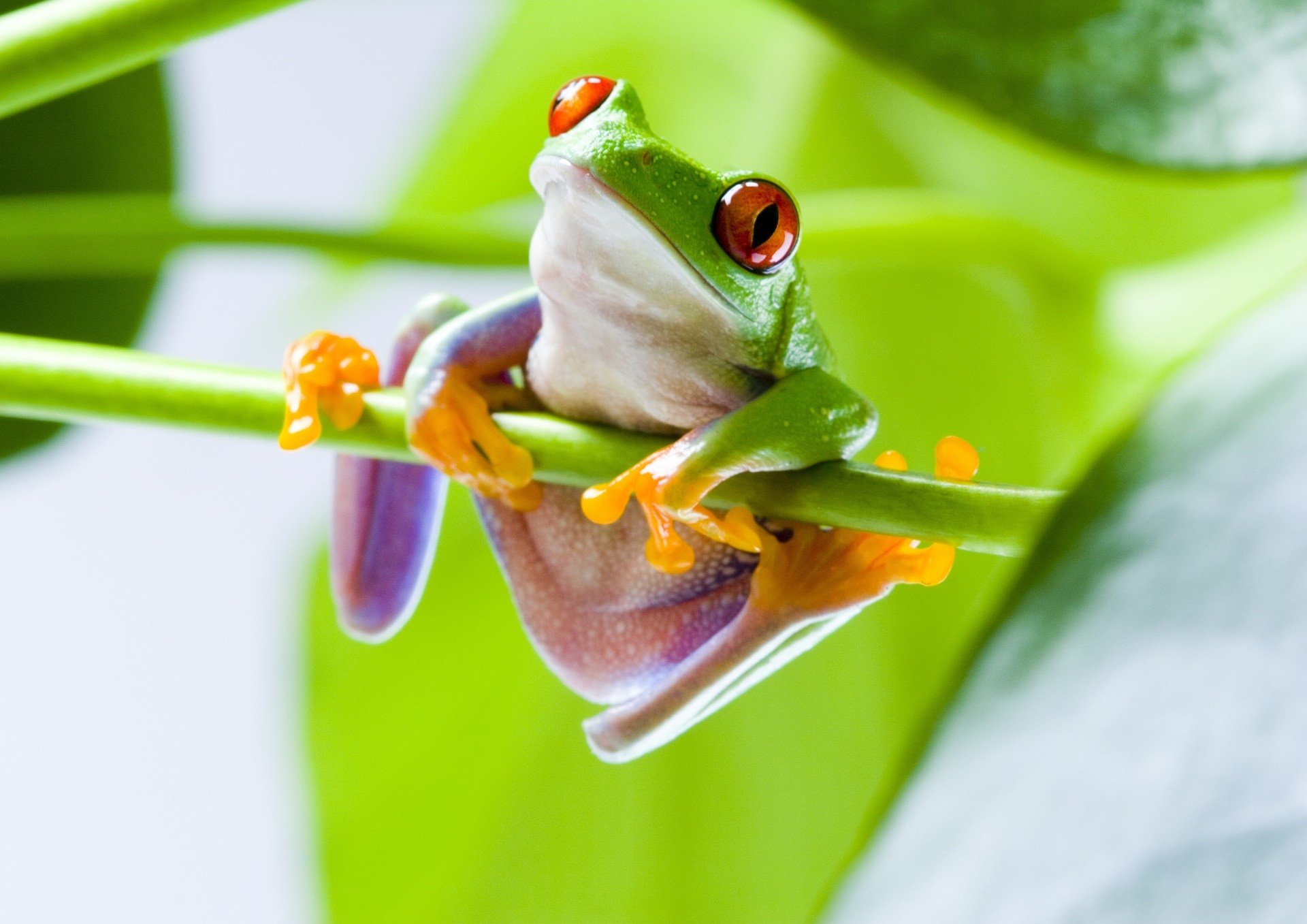 Red Eyed Tree Frogs, Frog Wallpaper