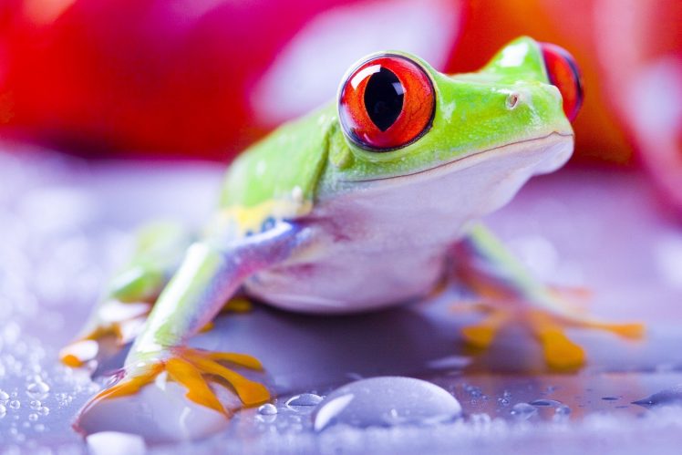 Red Eyed Tree Frogs, Frog HD Wallpaper Desktop Background