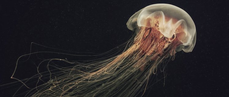 jellyfish HD Wallpaper Desktop Background