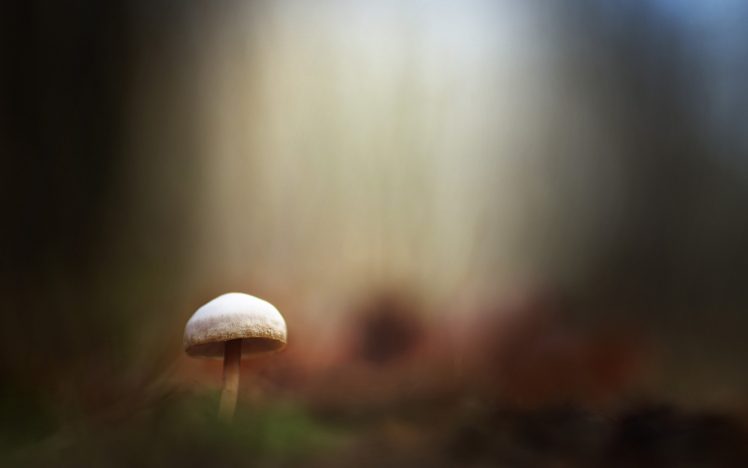 mushroom HD Wallpaper Desktop Background