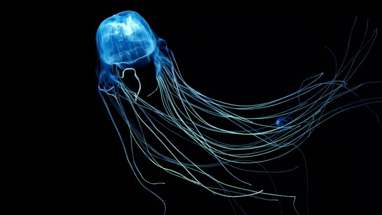 jellyfish, Underwater HD Wallpaper Desktop Background