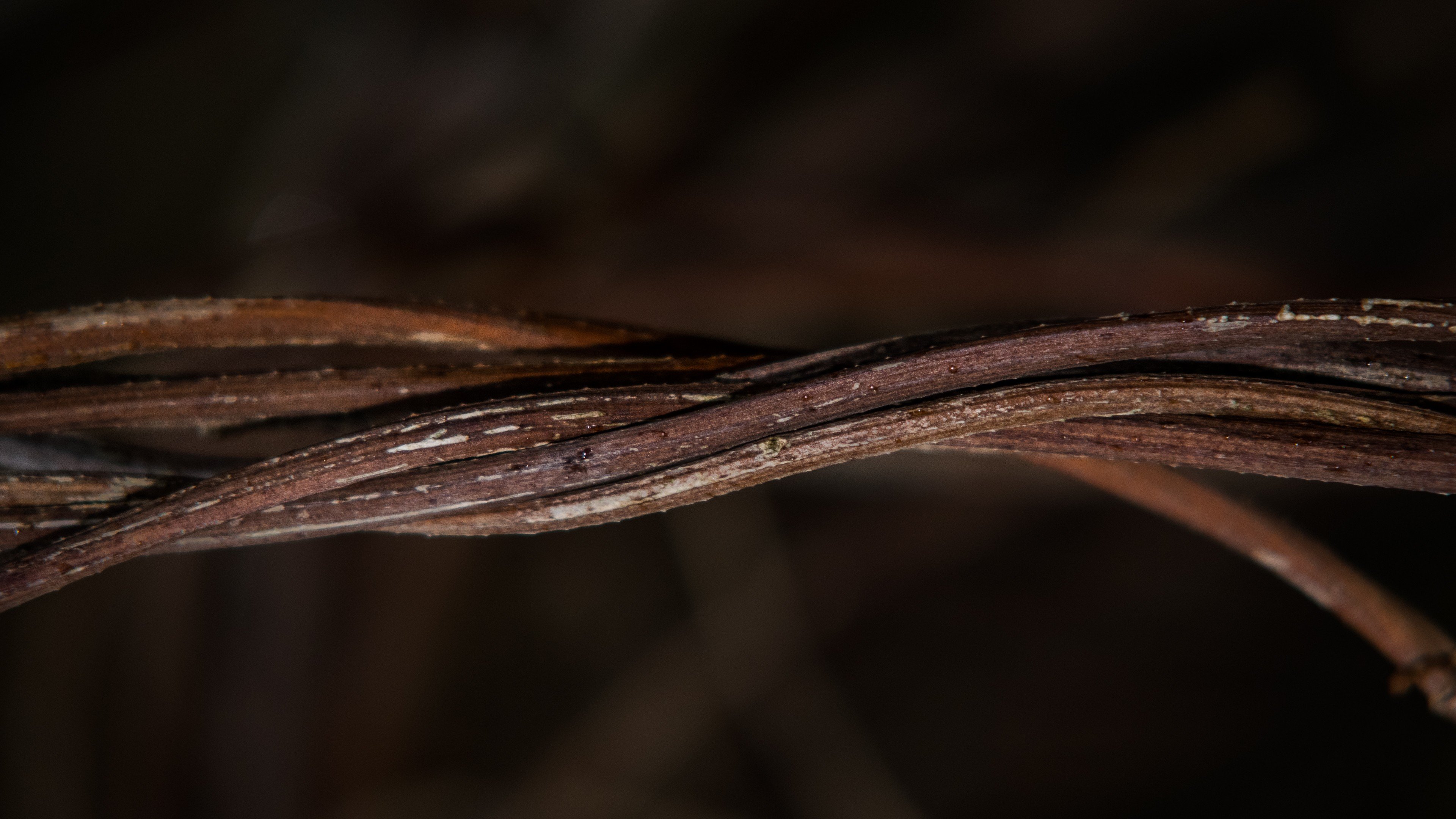 macro Wallpaper