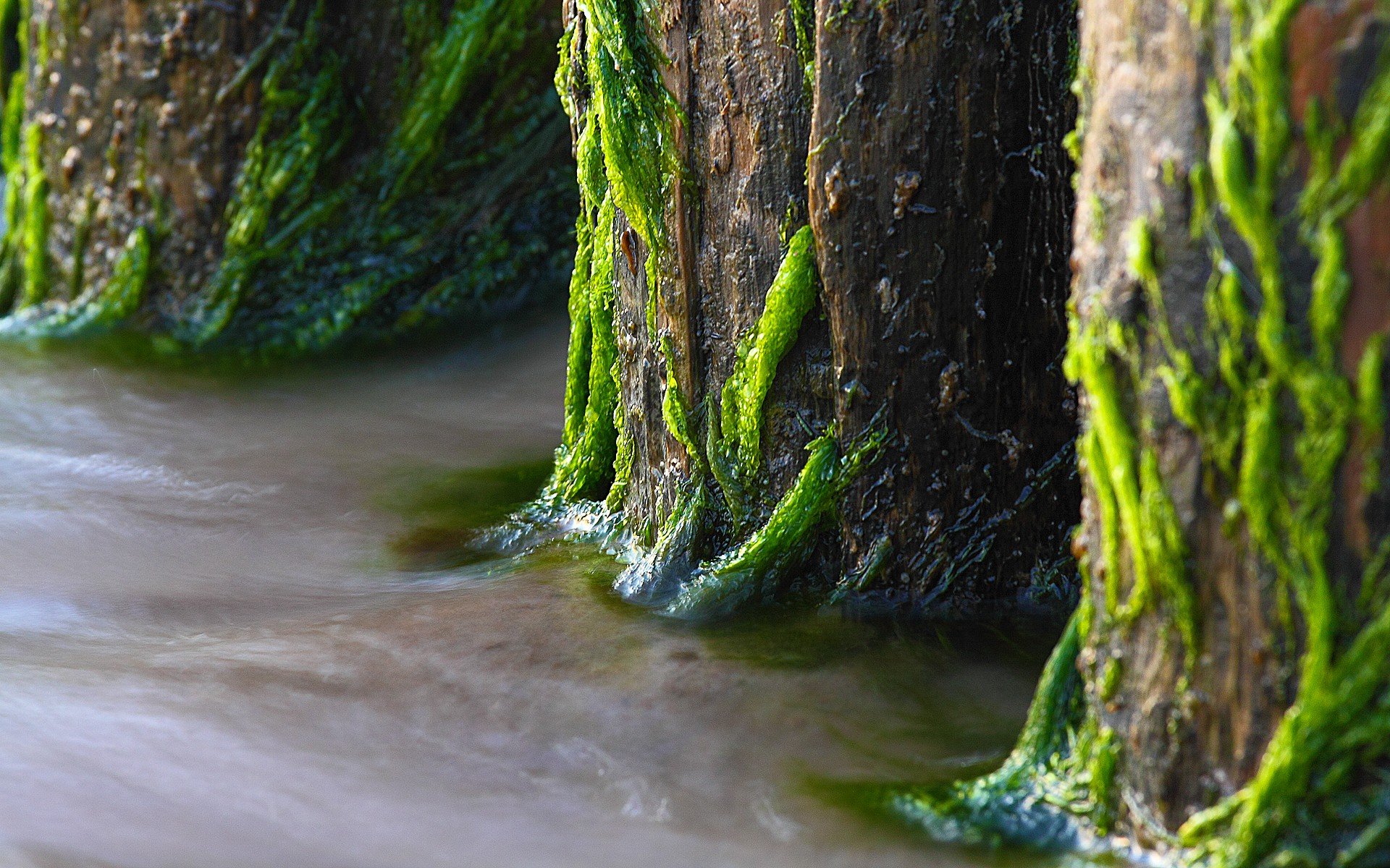 природа вода река трава деревья мох загрузить