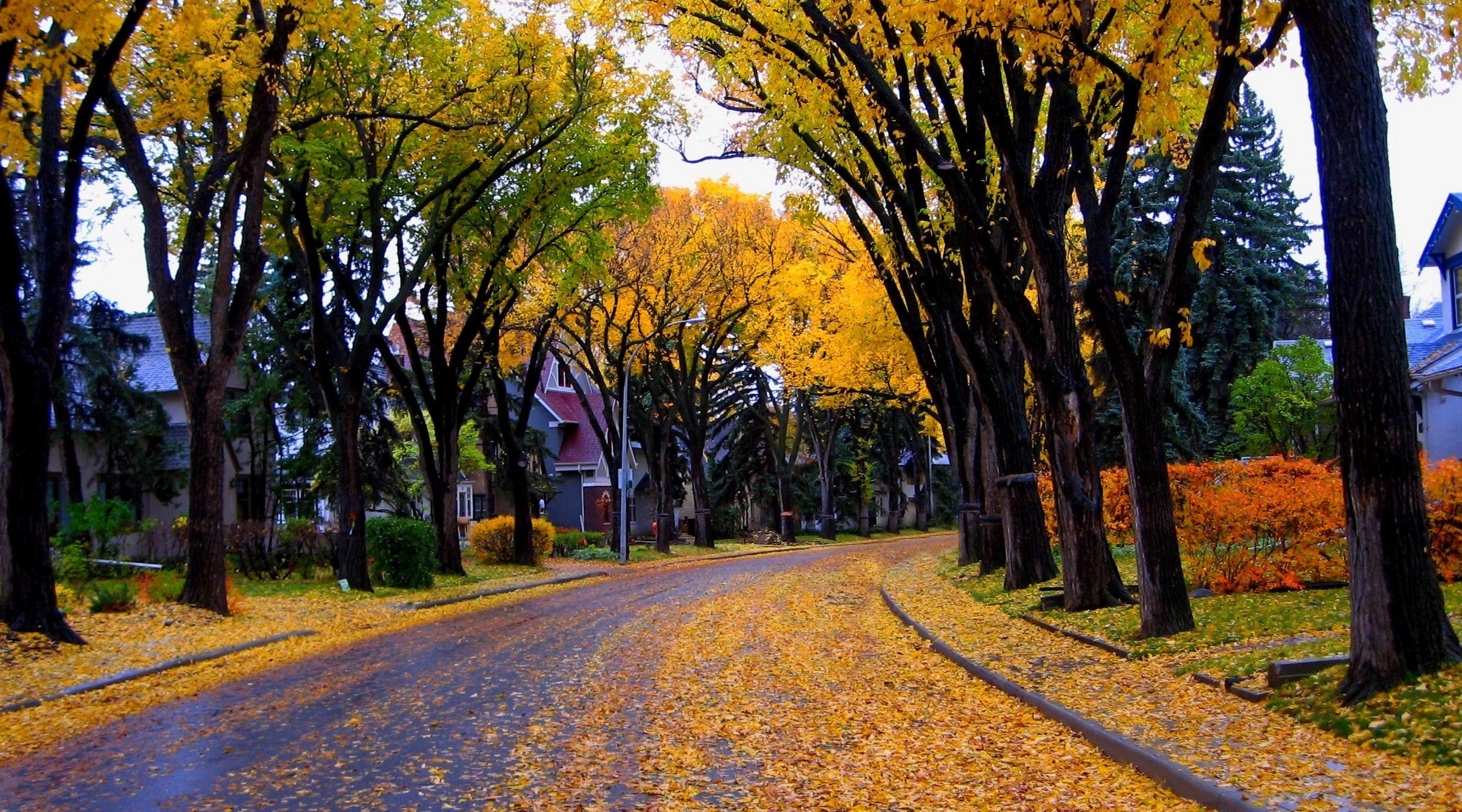 trees, Road, Urban, Building, House, Leaves Wallpaper