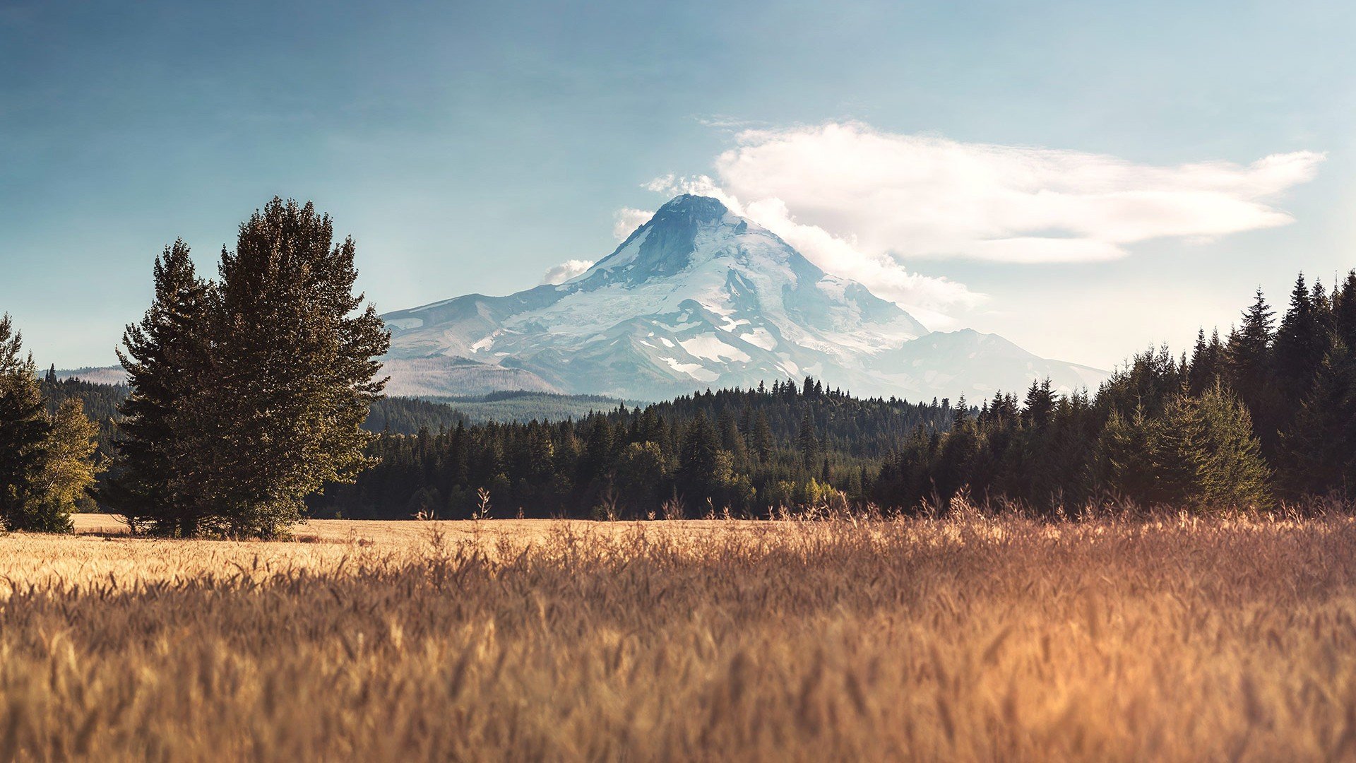 trees, Mount Hood, Mountain Wallpaper