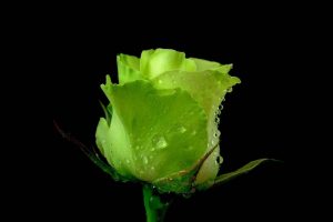 rose, Water drops