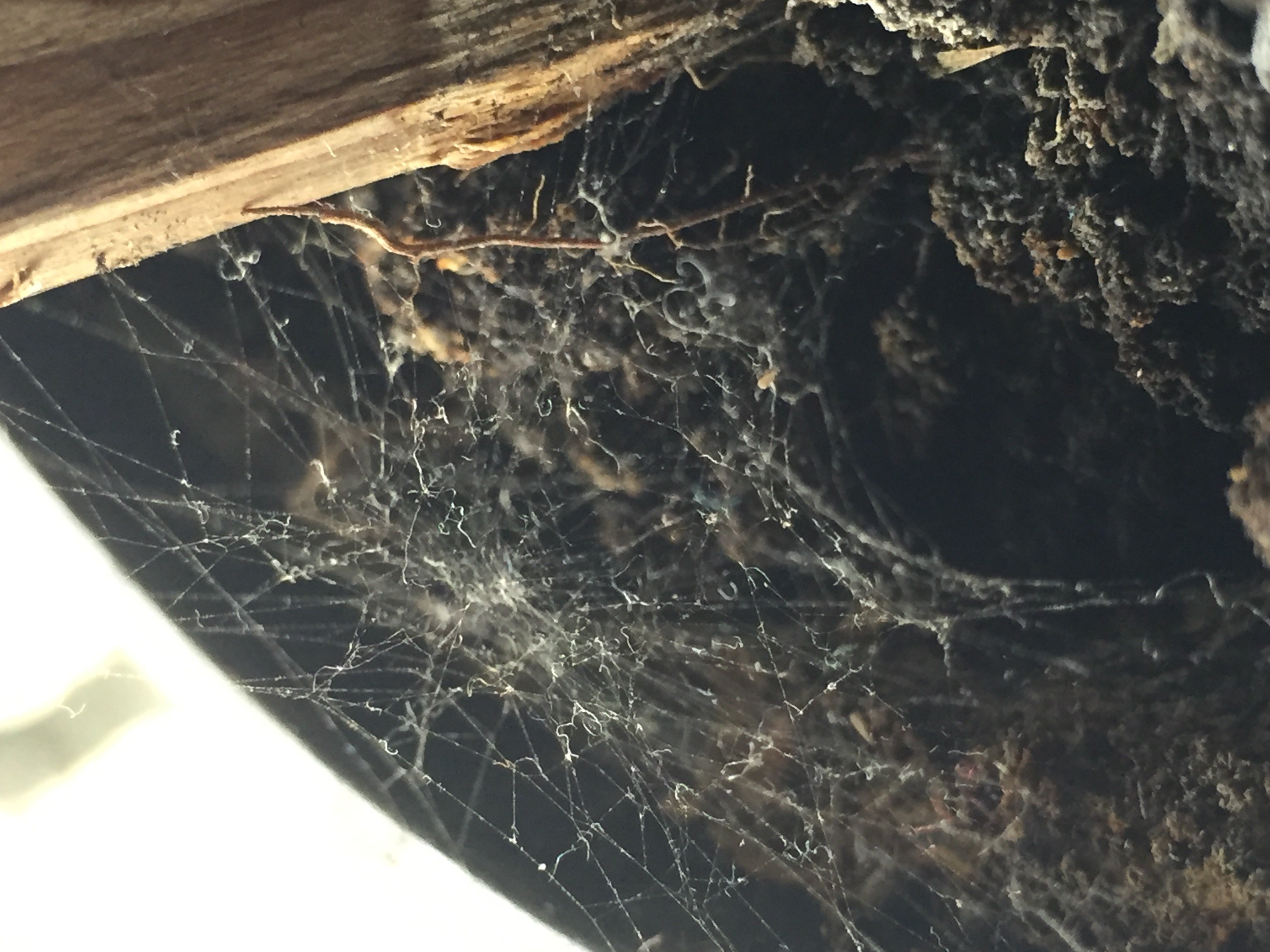 spider, Dirt Wallpaper