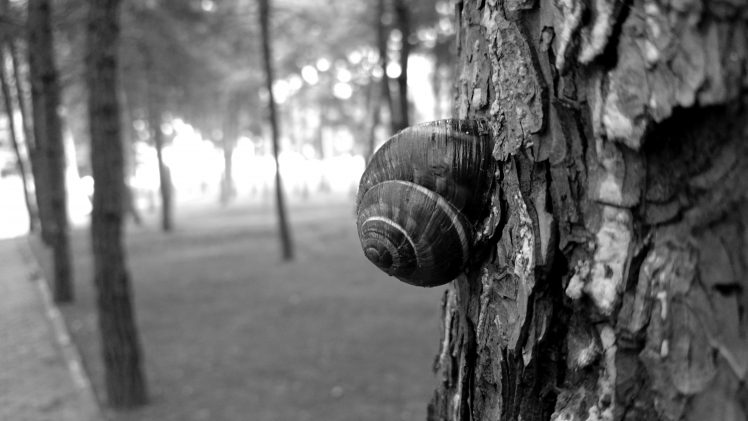 snail, Sony, Black HD Wallpaper Desktop Background