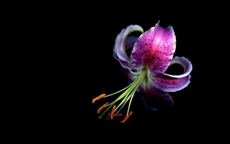 orchids, Macro HD Wallpaper Desktop Background