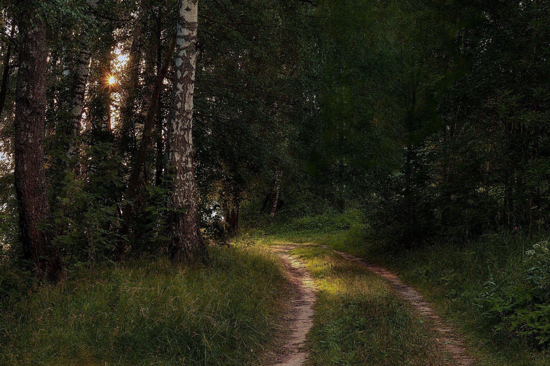 trees Wallpaper