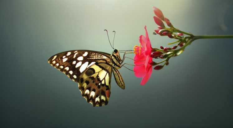lepidoptera, Macro HD Wallpaper Desktop Background