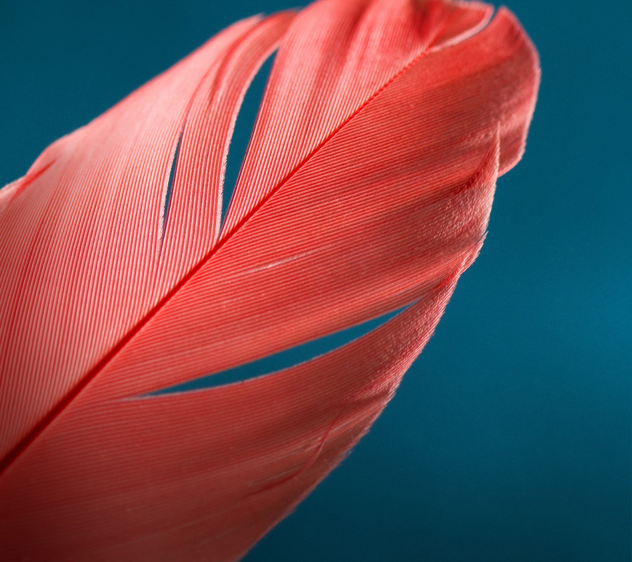 feathers, Blue background Wallpaper