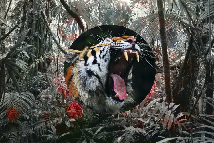 tiger HD Wallpaper Desktop Background