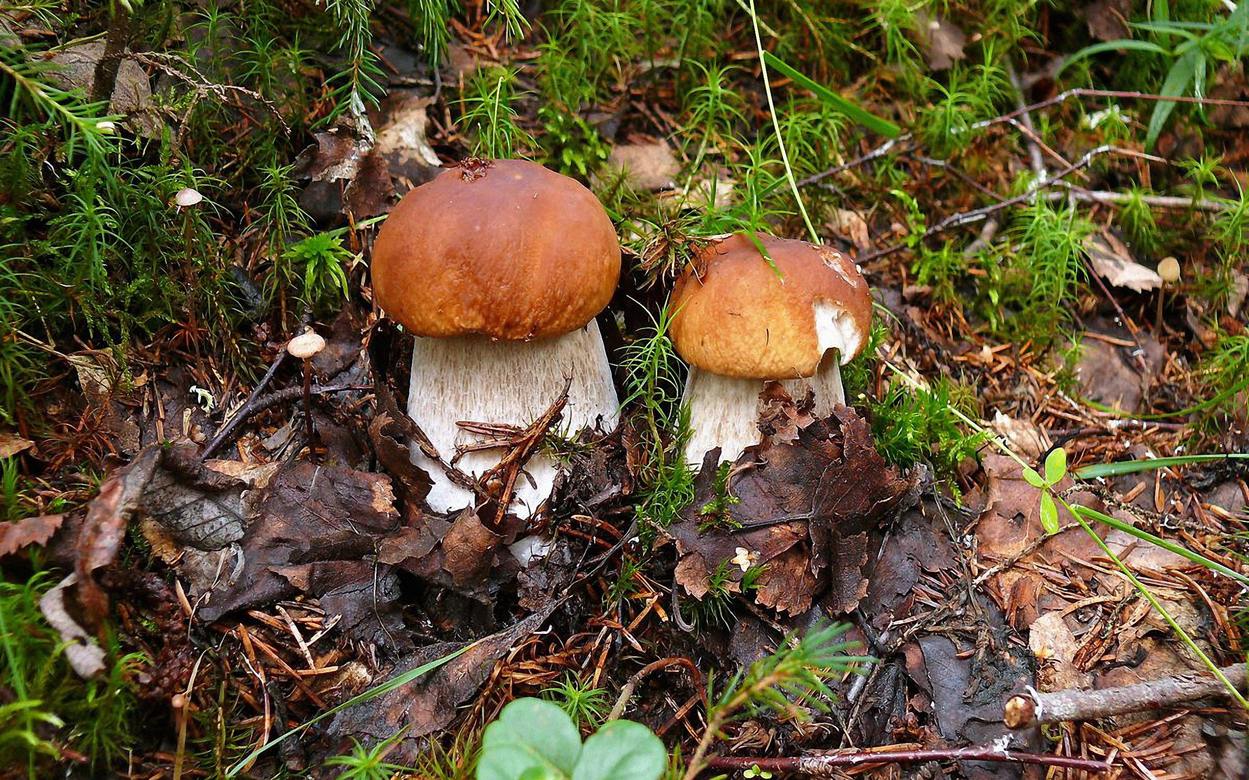 mushroom Wallpaper