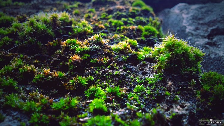 moss, Macro, Photography, Green HD Wallpaper Desktop Background