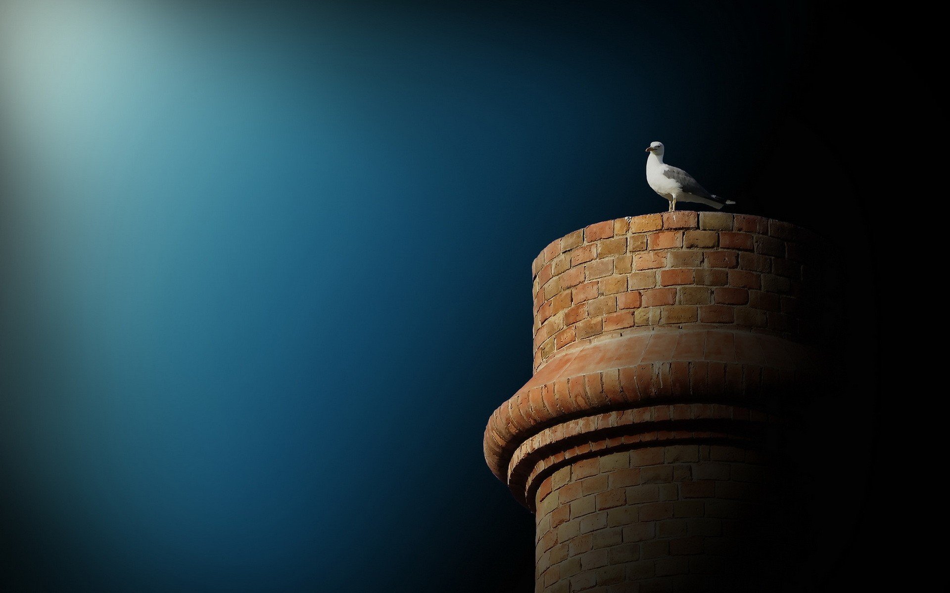 sea gulls Wallpaper