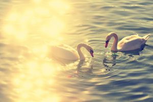 couple, Reflection, Swan, Lake