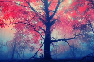 trees, Mist, Red leaves