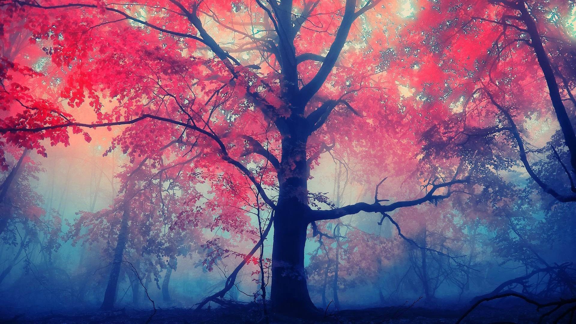 trees, Mist, Red leaves Wallpaper