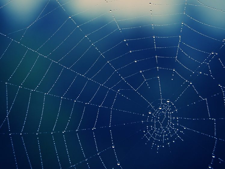 spider, Spiderwebs, Water drops HD Wallpaper Desktop Background