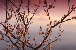 Japan, Cherry trees