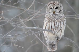 owl, Strix varia