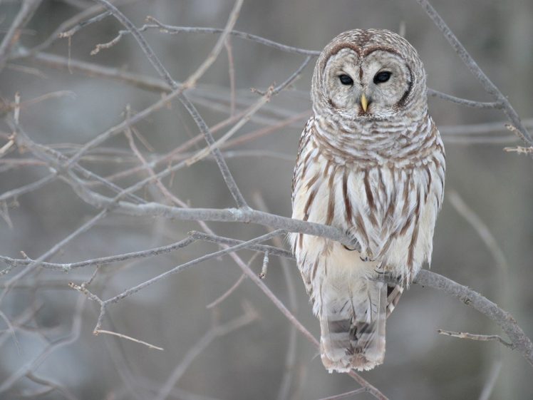 owl, Strix varia HD Wallpaper Desktop Background