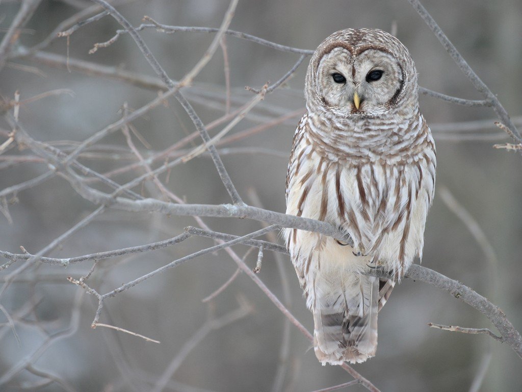 owl, Strix varia Wallpaper