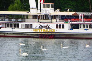 Switzerland, Luzern, Boat,  swan, Water