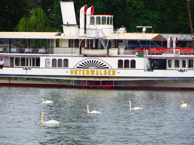 Switzerland, Luzern, Boat,  swan, Water HD Wallpaper Desktop Background