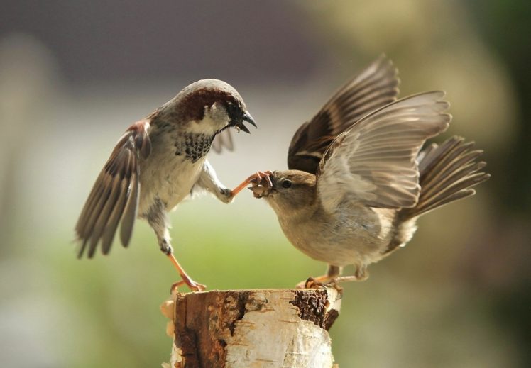 sparrow, Macro, Blurred, Fighting, Humor, Photography HD Wallpaper Desktop Background