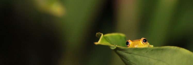 frog, Macro, Blurred, Leaves, Photography HD Wallpaper Desktop Background