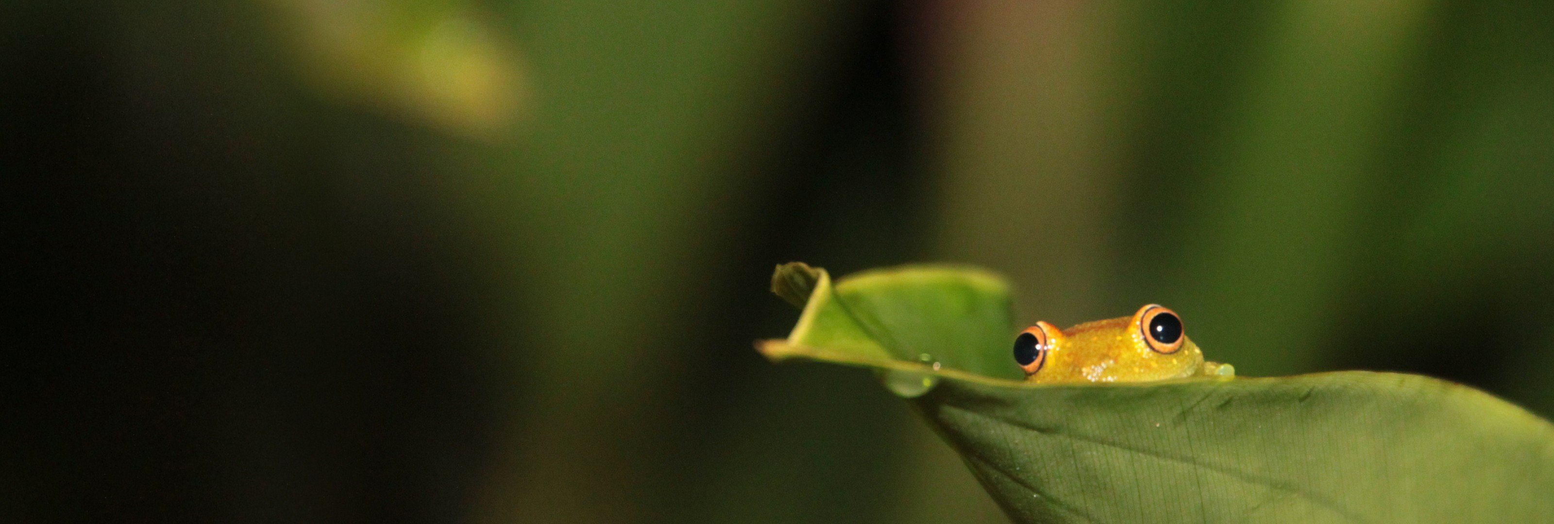 frog, Macro, Blurred, Leaves, Photography Wallpaper