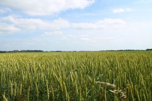 wheat, Field, Farm