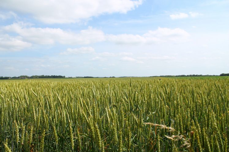 wheat, Field, Farm HD Wallpaper Desktop Background