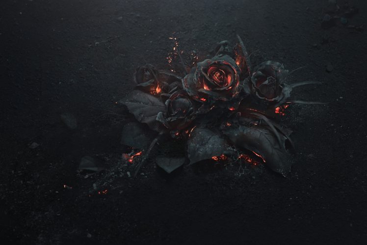 rose, Ash, Burning, Black HD Wallpaper Desktop Background