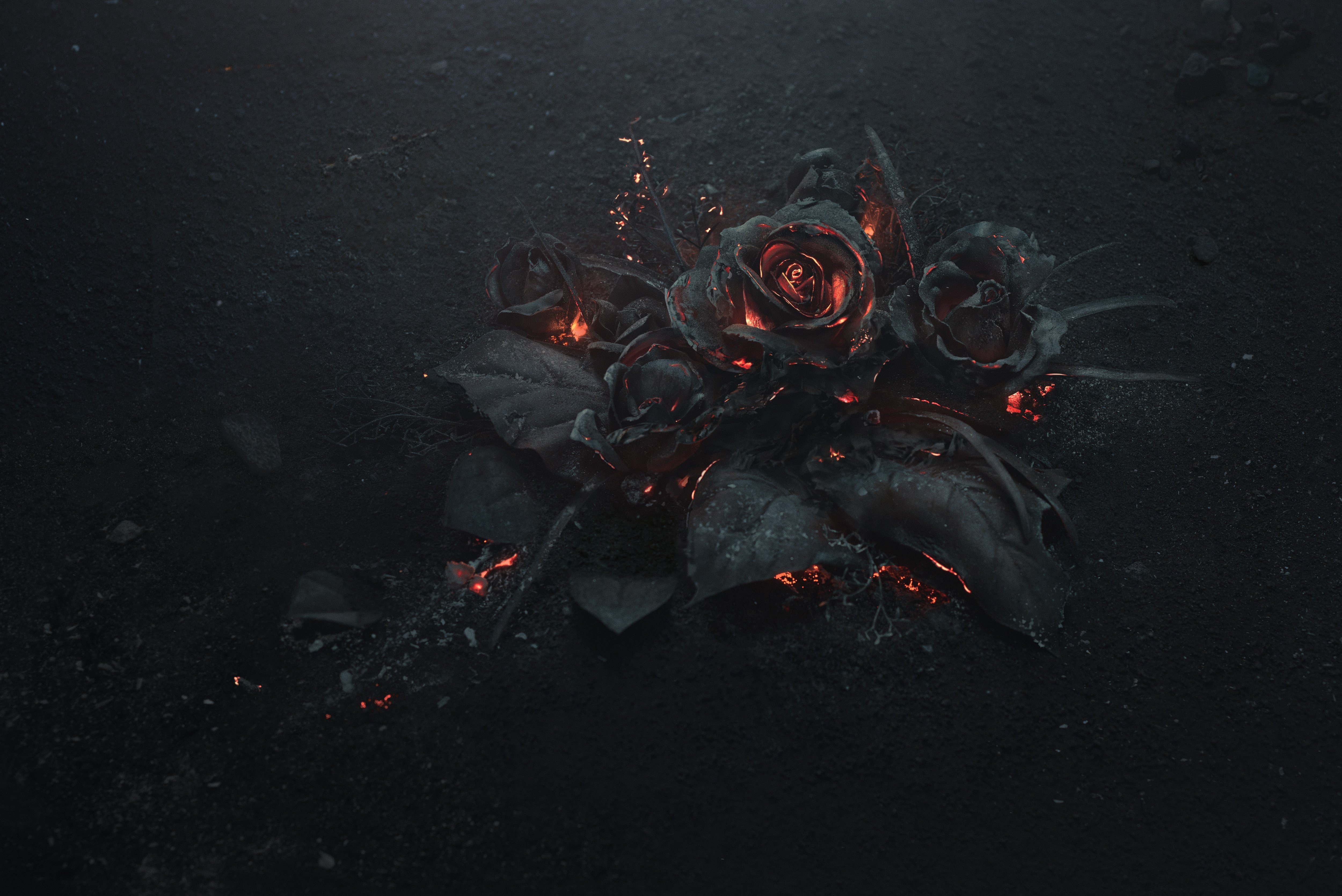 rose, Ash, Burning, Black Wallpaper