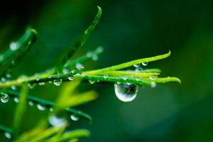 macro, Water, Water drops, Green