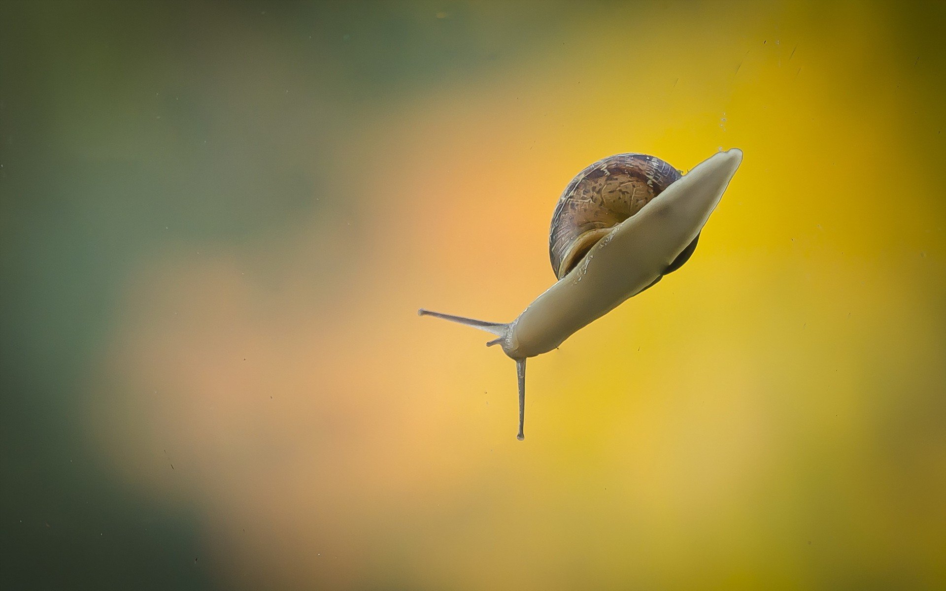 snail, Macro, Yellow, Green Wallpaper
