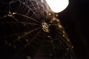 photography, Spider, Lights, Macro, Bokeh