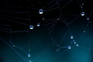 nets, Spiderwebs, Macro