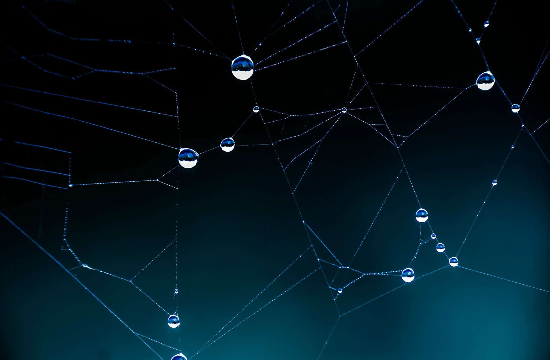 nets, Spiderwebs, Macro Wallpaper