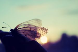 macro, Butterfly, Sun